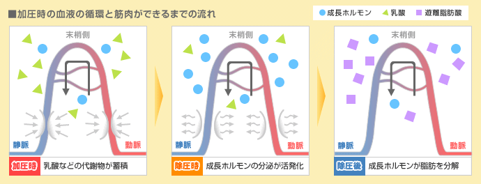 加圧時の血液の循環と筋肉が出来るまでの流れ