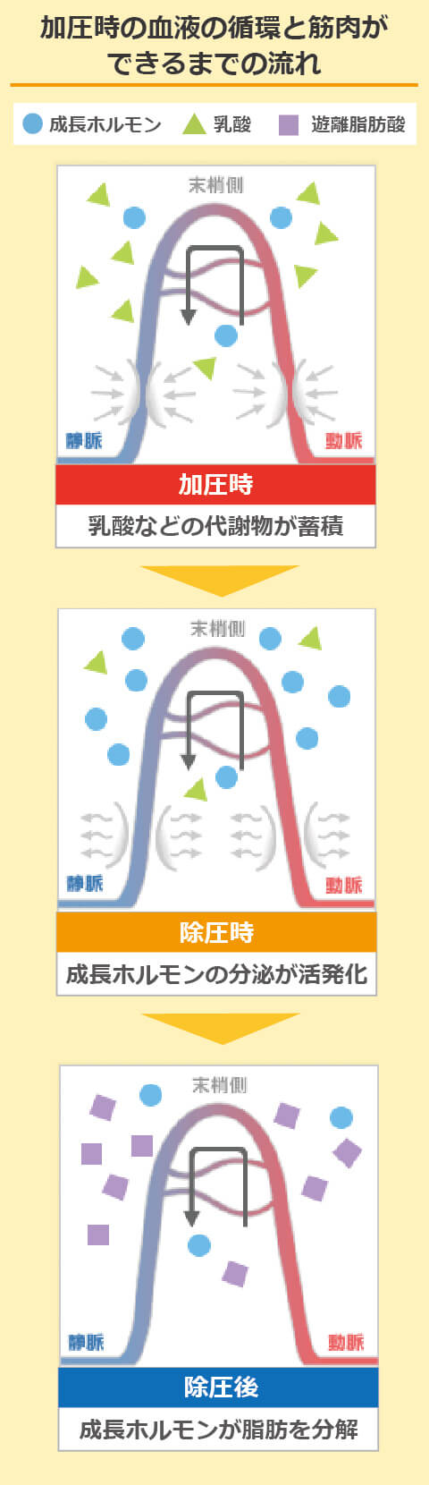 加圧時の血液の循環と筋肉ができるまでの流れ