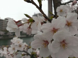 桜1