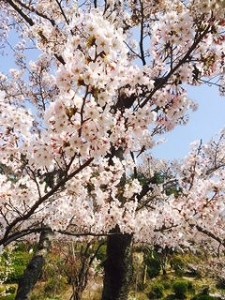 桜