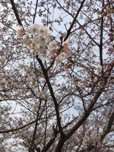 さくら・桜・ＳＡＫＵＲＡ(^O^)