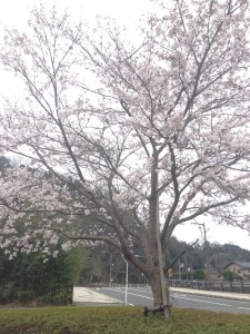 桜♪