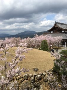 京都の🌸桜(*^▽^*)