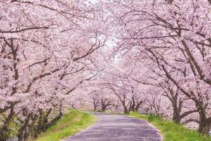 お花見はしましたか～～♪